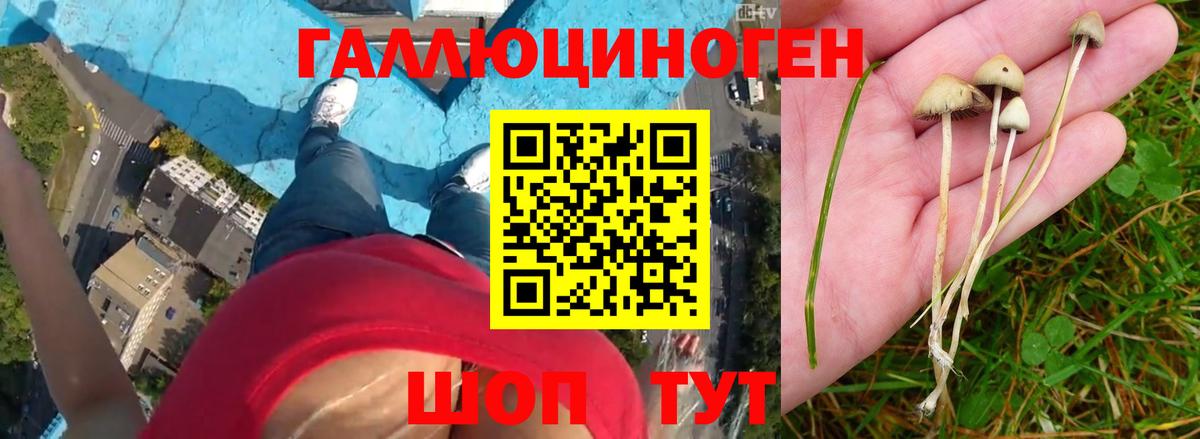 Тавда  Псилоцибиновые грибы GOLDEN TEACHER  Псилоцибиновые грибы мицелий  Вход с VPN 